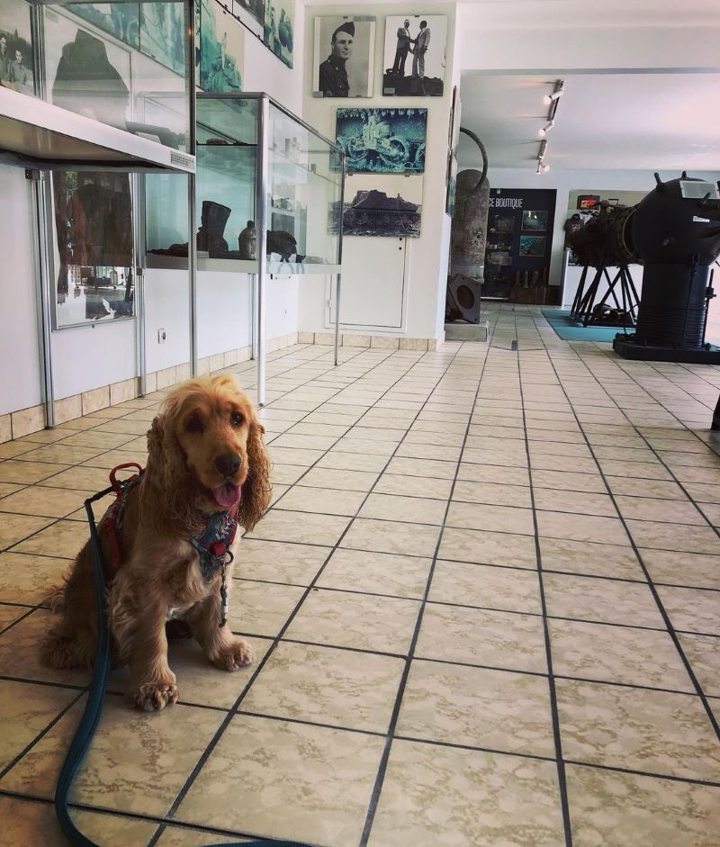 visite Musée des épaves sous-marines du débarquement avec chien