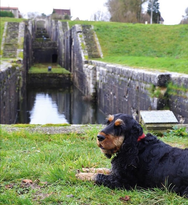 visite avec chien Rogny-les-Sept-Ecluses