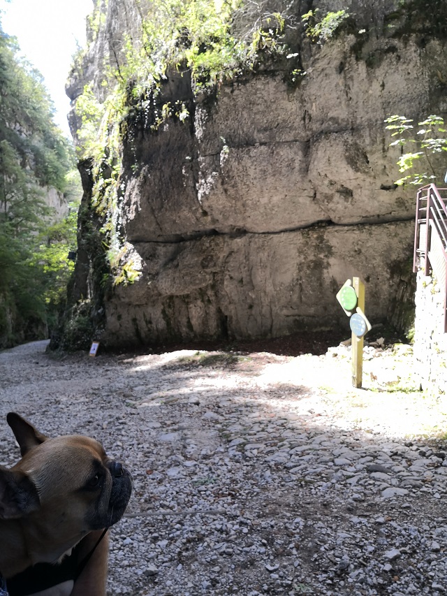 visite avec chien des grottes de saint christophe