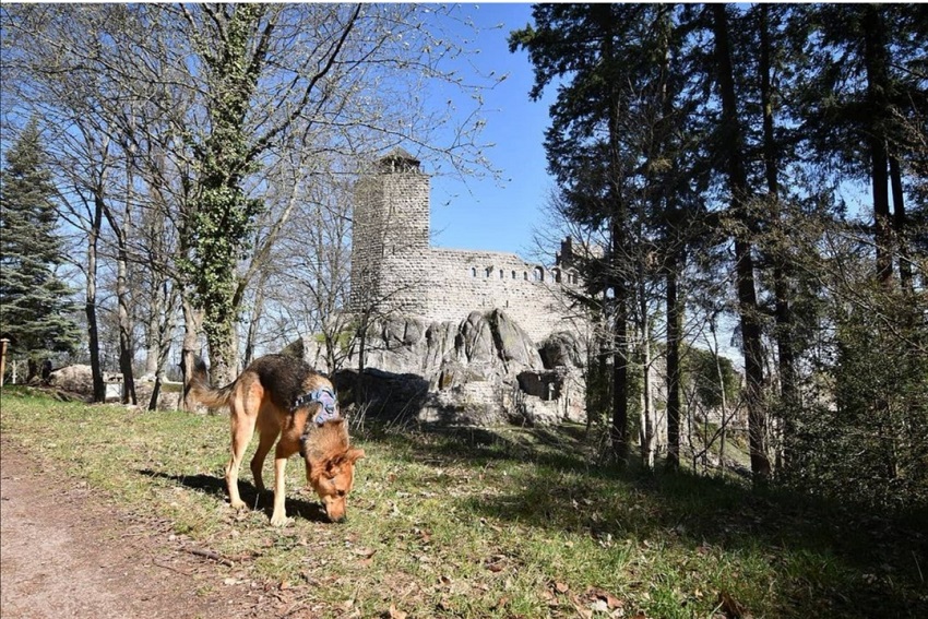 Château du Bernstein