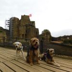visite château de talmont avec chien