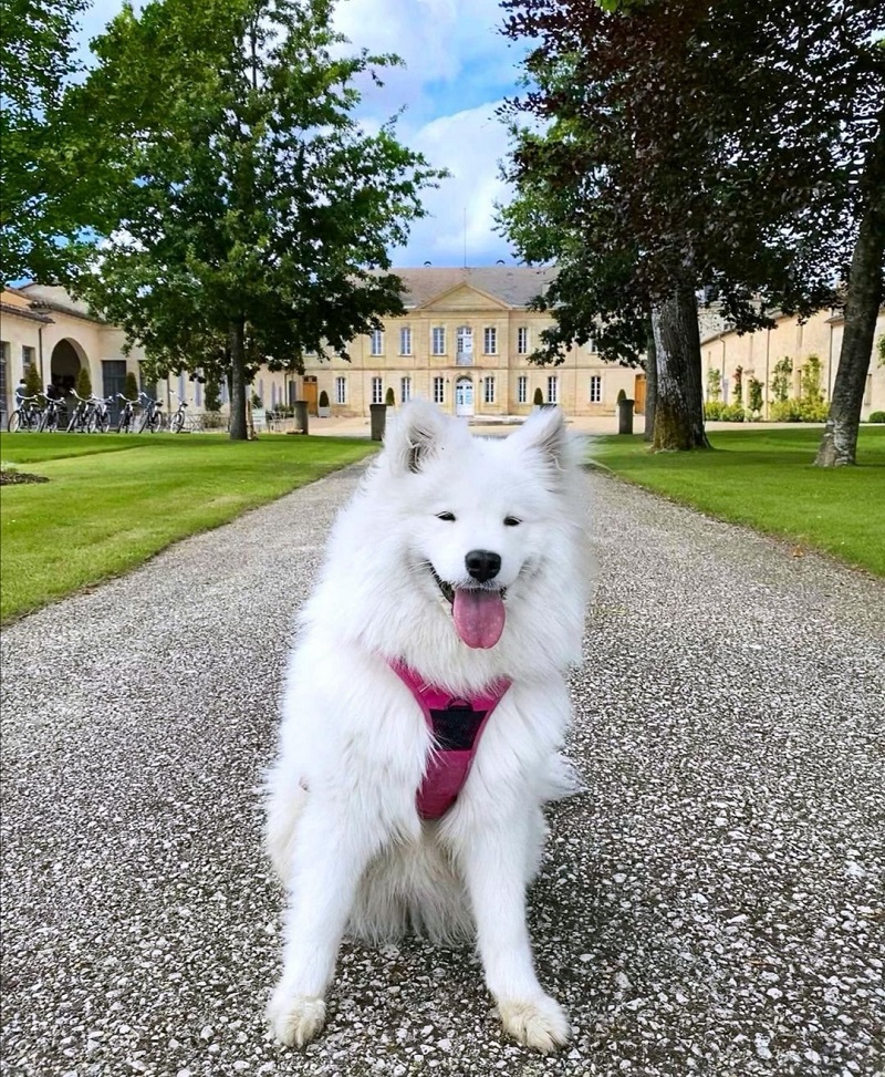 visite château soutard avec chien