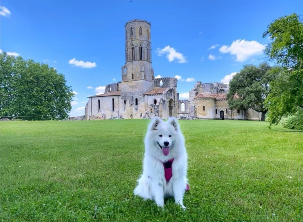 visite de l'abbaye de la sauve-majeure avec chien