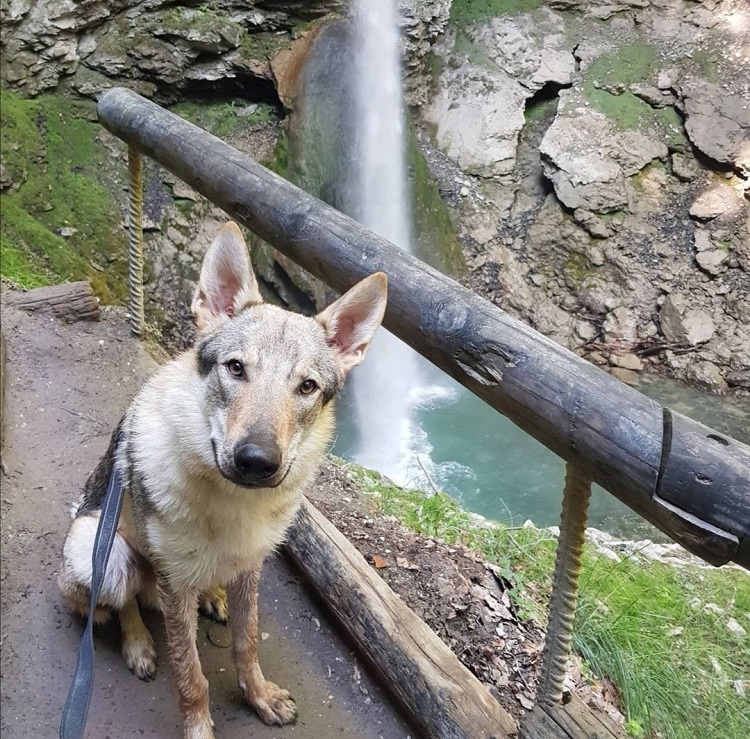 visite grotte et cascade de seythenex avec chien