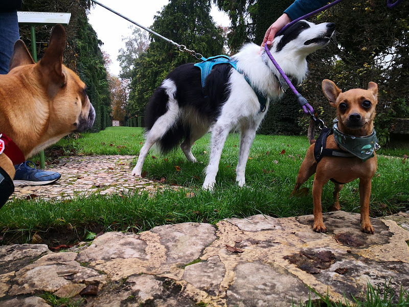 visite jardin eyrignac avec chien