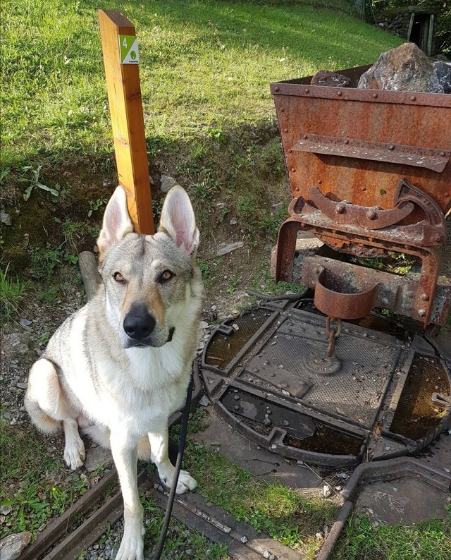 Activités en Savoie avec un chien