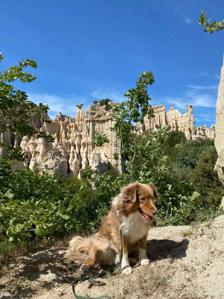 visite orgues ille sur tet avec chien