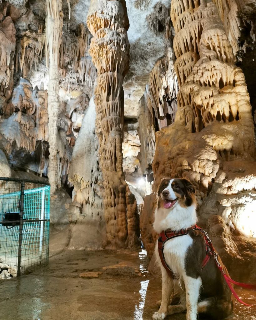 visiter la vallée de la dordogne avec chien