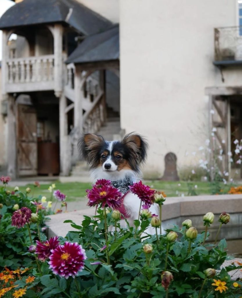 Séjour en Anjou avec votre chien