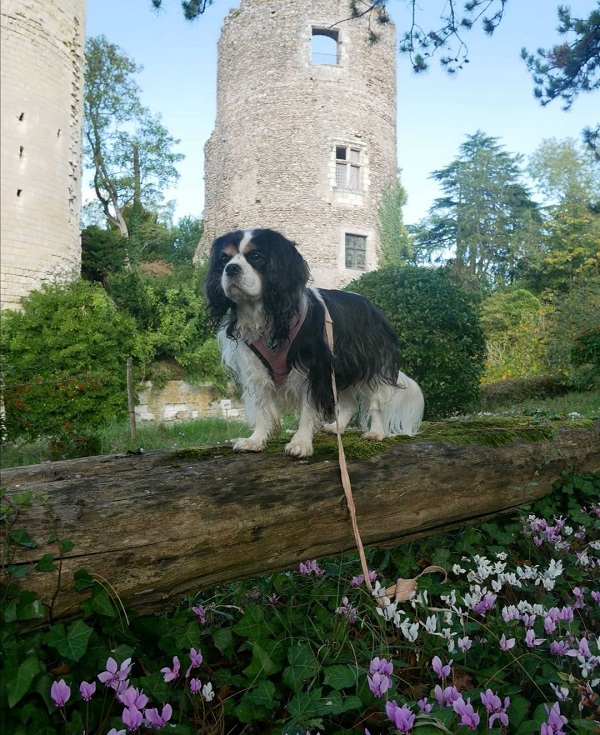 visiter le château de Cinq-Mars avec un chien