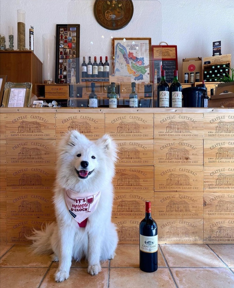 château cantenac visite vignoble avec chien saint émilion