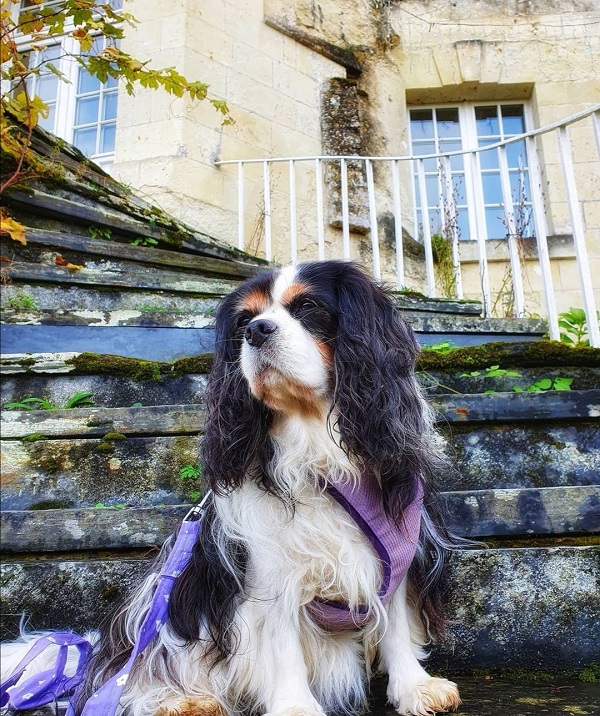 la grande vignolle visite avec chien