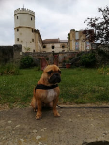 Photo d'un chien au château de l’Arthaudière
