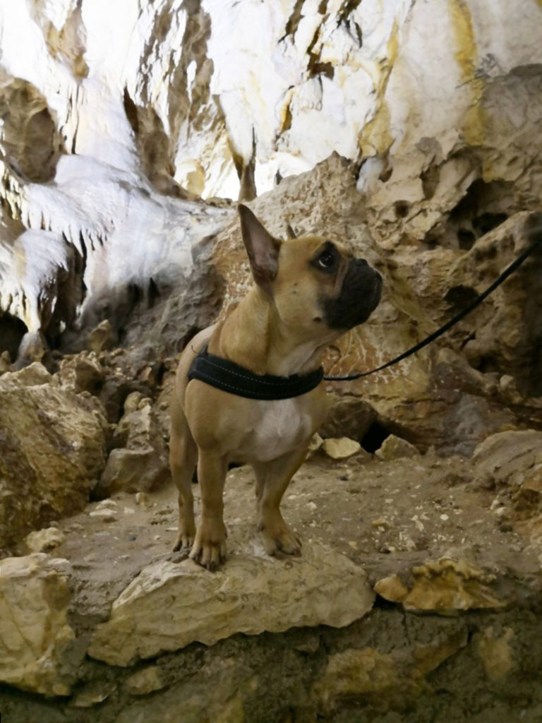 LE VERCORS AVEC SON CHIEN