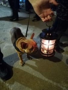 Photo d'un chien dansune grotte avec une lanterne