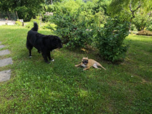Photo de chiens dans le parc du gîte la Citerne à Chatelus
