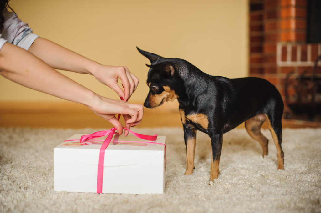 Idées cadeaux pour votre chien