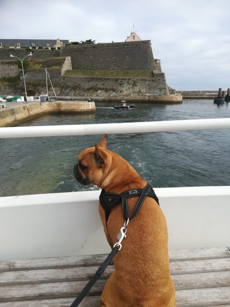 chien qui prend le bateau pour belle ile en mer