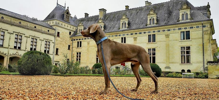 Château de Brézé