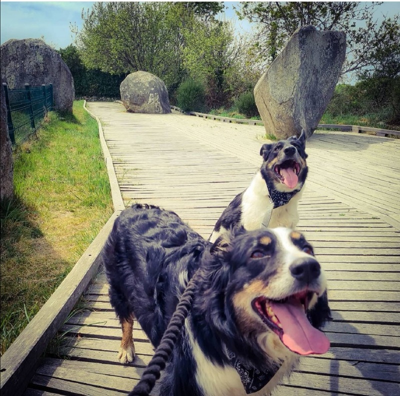 circuit des alignements de carnac avec chien