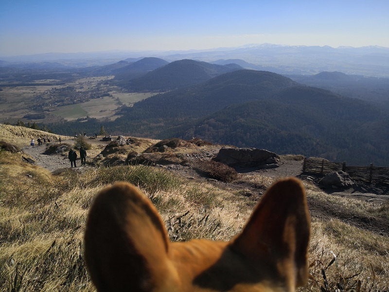 les volcans d'auvergne avec votre chien