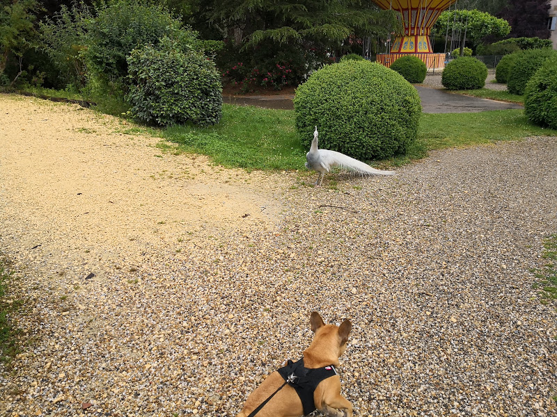 parc le bournat avec chien