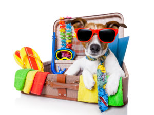 pourquoi nous rejoindre ? chien en vacance