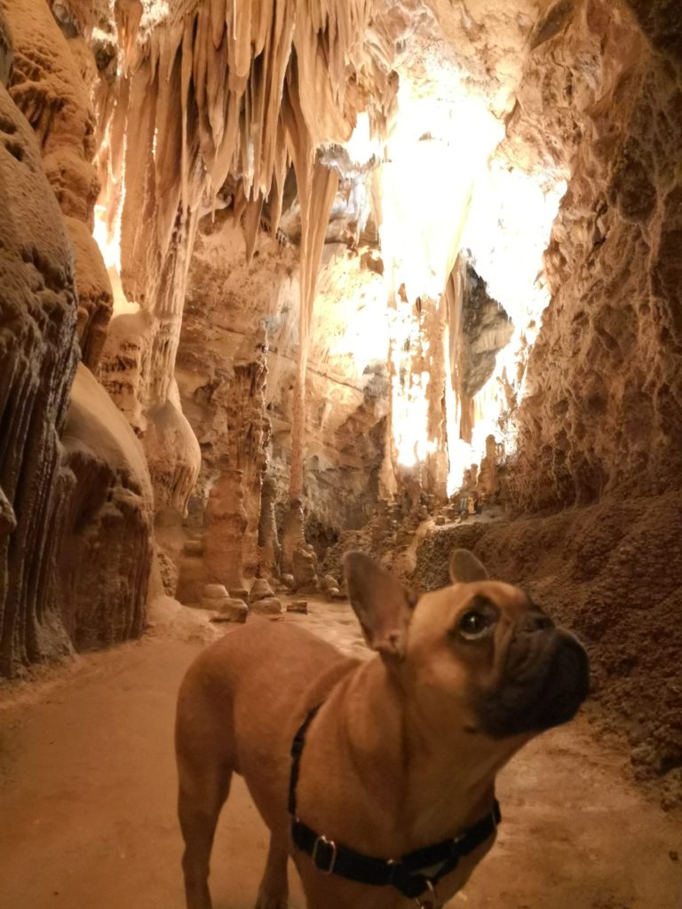 visiter une grotte avec votre chien