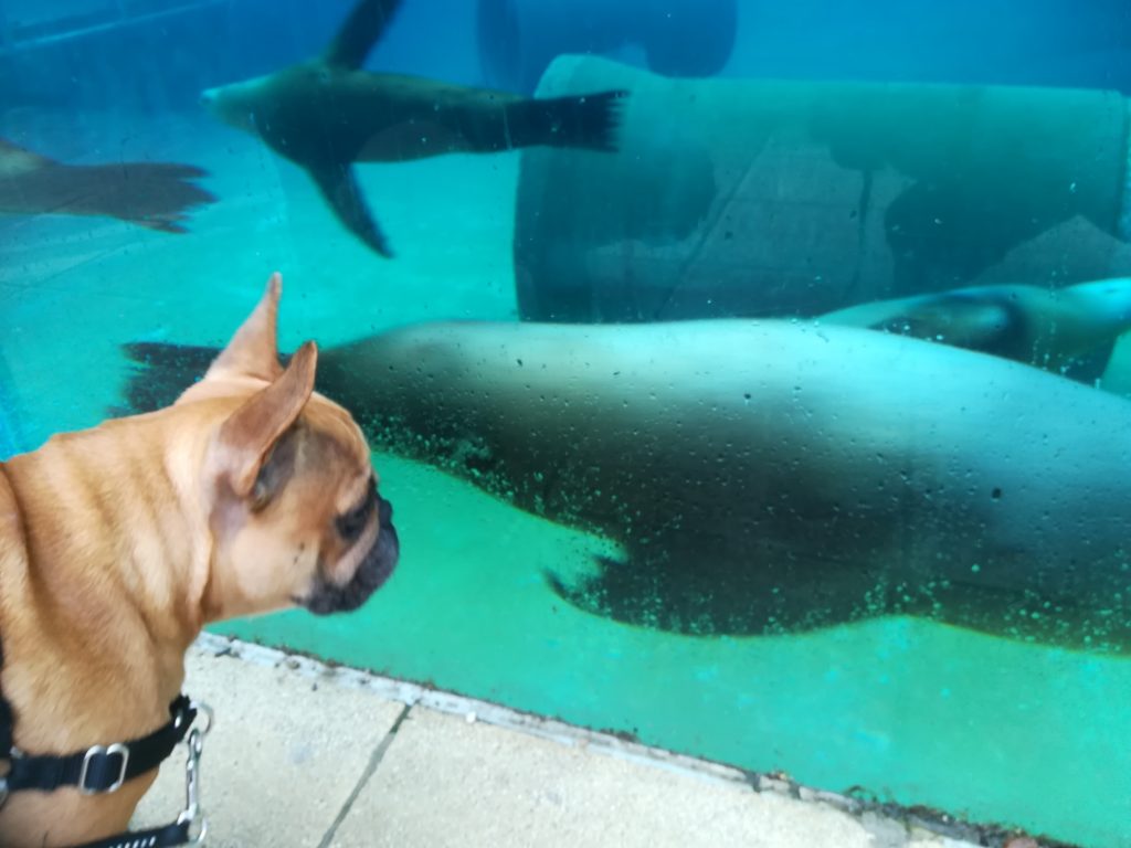 LE SAFARI DE PEAUGRES AVEC SON CHIEN