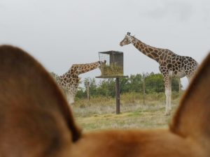 visite safari de peaugres avec chien