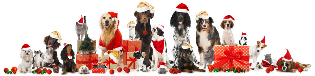 Joyeux Noel Tourisme Avec Mon Chien Joyeux Noel Tourisme Avec Mon Chien