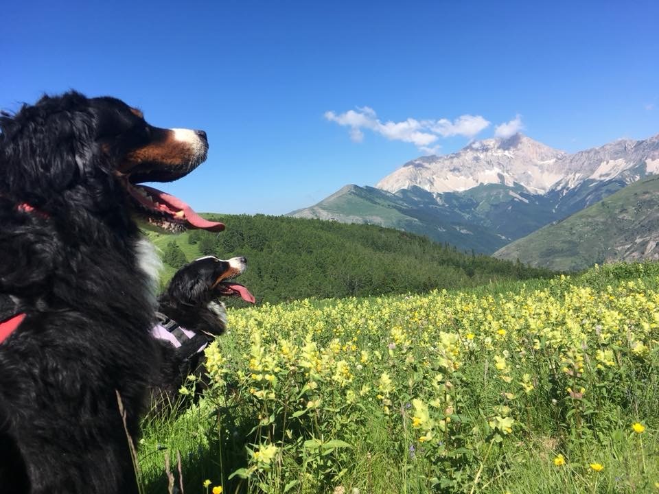 château de tallard chien admis