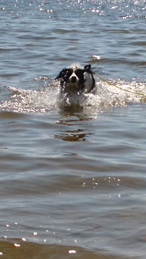 chien en vacance en gironde