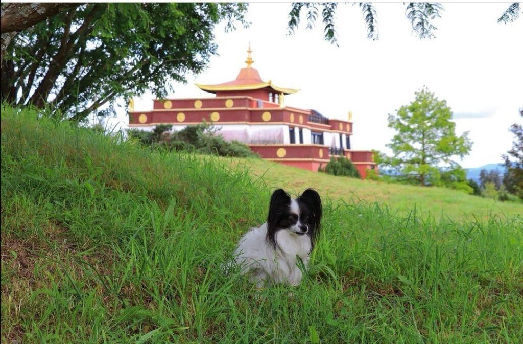 balade temple bouddhiste avec chien