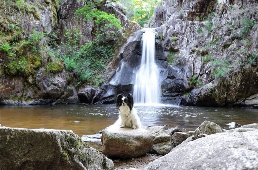 cascade de gour saillant avec chien combrailles