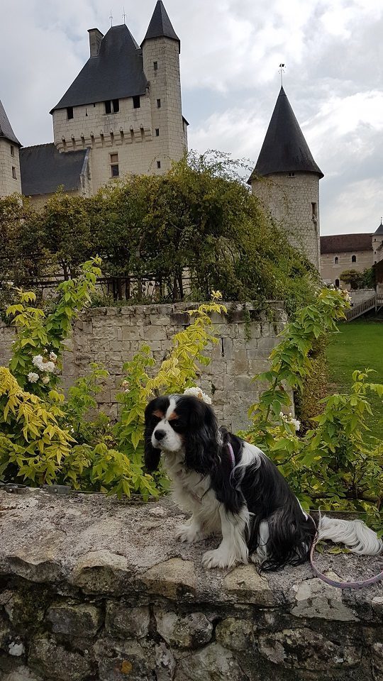 chien qui visite le château du Rivau