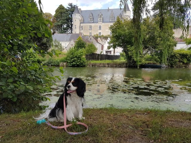 séjour château de la loire avec chien