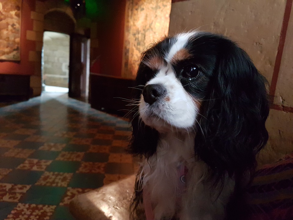 visite avec chien château de langeais