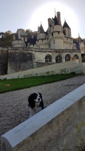 visite du château d'ussé avec chien