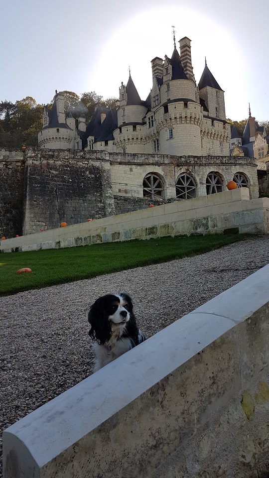 visite du château d'ussé avec chien