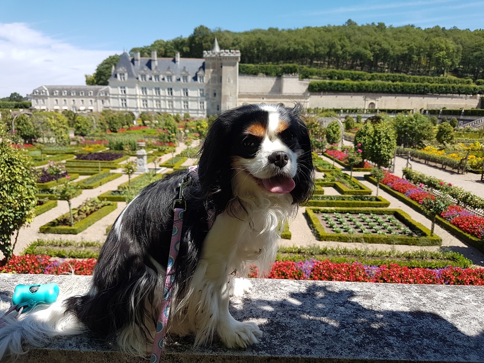 Les châteaux de la Loire avec son chien