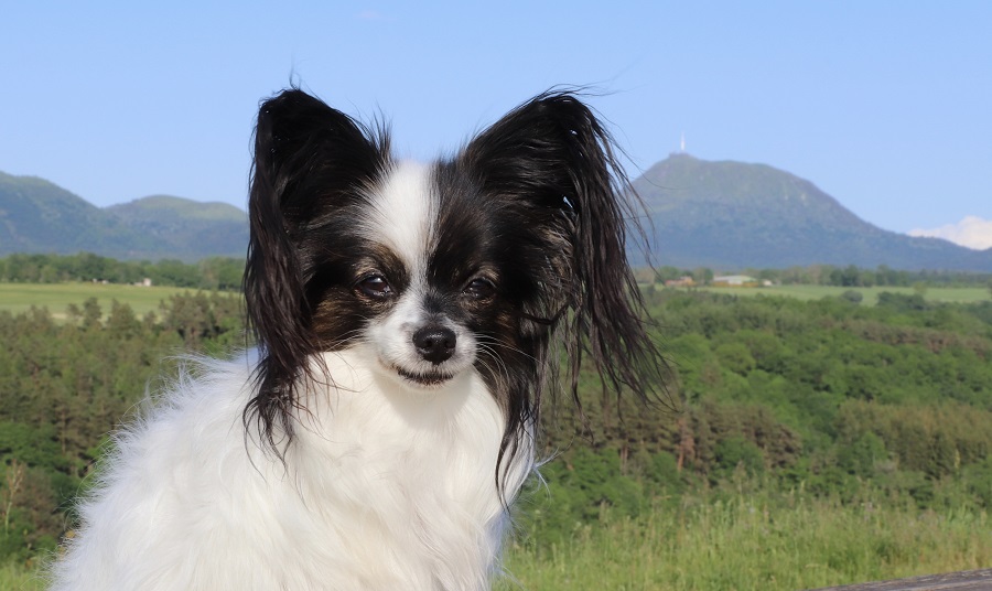 Le Puy-de-Dôme avec un chien