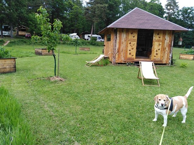 chien en vacances dans un camping
