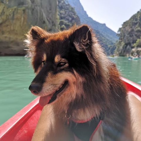 chien vacance gorges du verdon