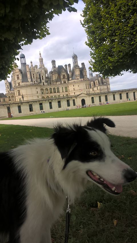 chien dans le parc du château de chambord