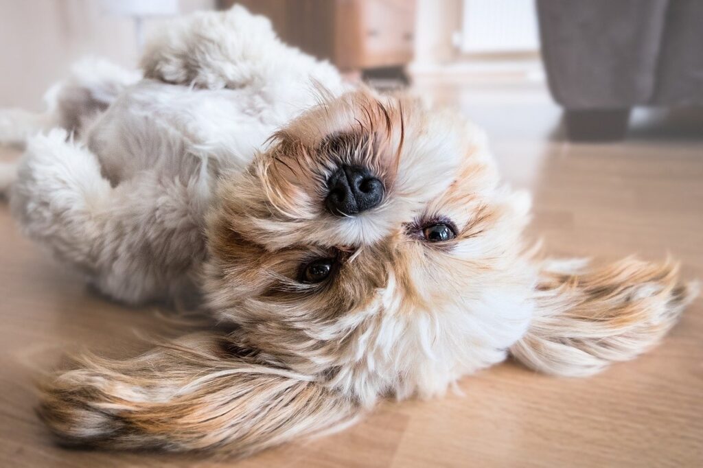 Résidences de vacances qui acceptent les chiens