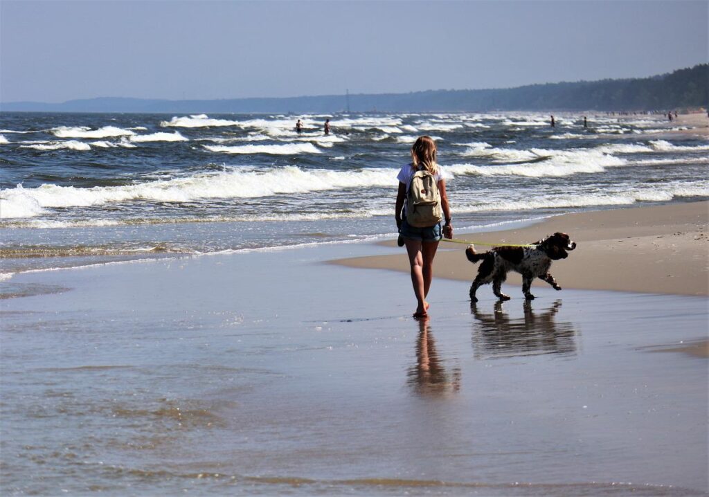 Partir en vacances avec son chien : conseils pour un séjour au poil