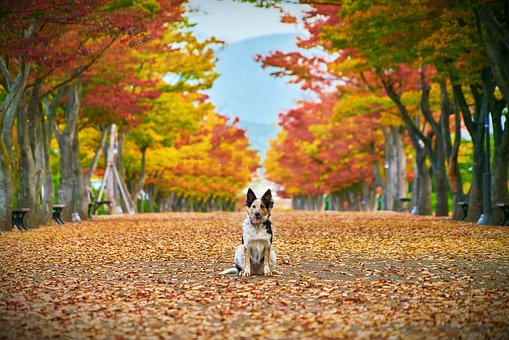 Les Vacances D Automne Avec Votre Chien Tourisme Avec Mon Chien