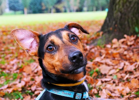 Les Vacances D Automne Avec Votre Chien Tourisme Avec Mon Chien