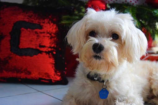 fêtes de fin d'année avec son chien